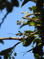 Dendrobium gracilicaule