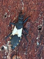 Microtomus luctuosus