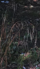 Bromus benekenii