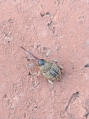 Curculio glandium