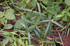 Hemidesmus indicus