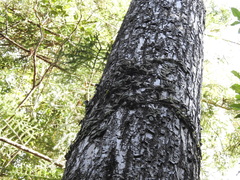 Dendrobium linguiforme