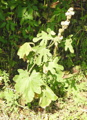 Alcea rosea