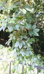 Parthenocissus inserta