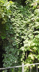 Parthenocissus inserta