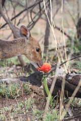 Tragelaphus sylvaticus sylvaticus