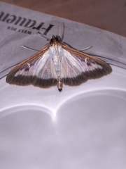Cydalima perspectalis