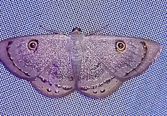 Argyrotome melae