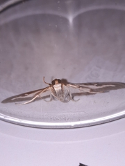 Cydalima perspectalis