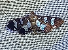 Desmia bajulalis