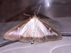 Cydalima perspectalis