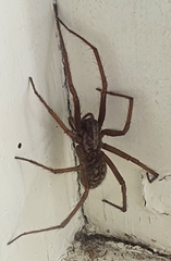 Eratigena atrica