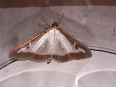 Cydalima perspectalis