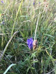 Gentiana pneumonanthe