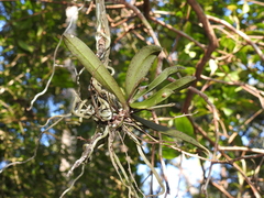 Sarcochilus