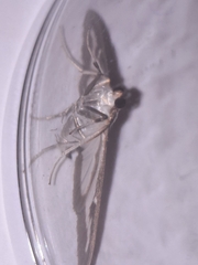 Cydalima perspectalis