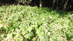 Parthenocissus inserta