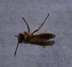 Provespa