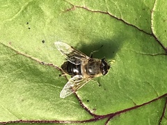 Eristalis