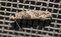 Crocidosema plebejana