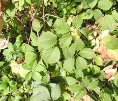 Parthenocissus inserta