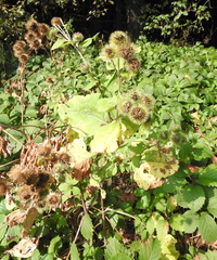 Arctium lappa