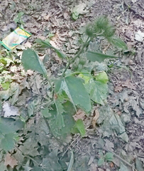 Arctium