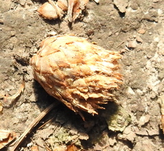 Andricus foecundatrix