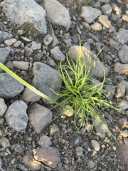 Cyperus squarrosus