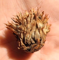 Andricus foecundatrix