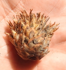 Andricus foecundatrix