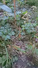 Bromus benekenii