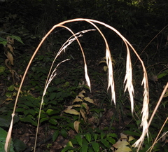 Bromus benekenii