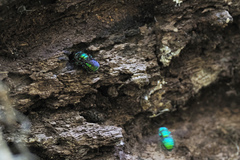 Chrysomya rufifacies