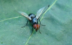 Seioptera vibrans