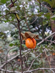 Cupaniopsis shirleyana