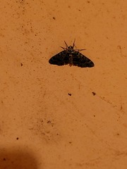 Austrocidaria callichlora