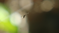 Uloborus