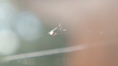 Uloborus