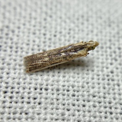 Cathyalia pallicostalis