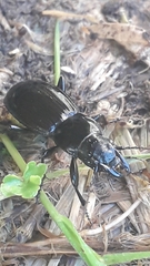 Plocamostethus planiusculus