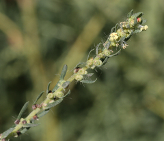 Bassia scoparia