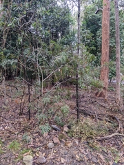 Cupaniopsis shirleyana