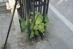 Catalpa bignonioides