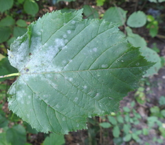 Erysiphe corylacearum