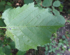 Erysiphe corylacearum