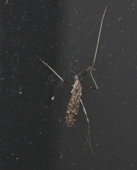 Erioptera caliptera