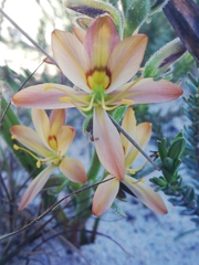 Wachendorfia multiflora