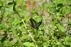 Graphium agamemnon