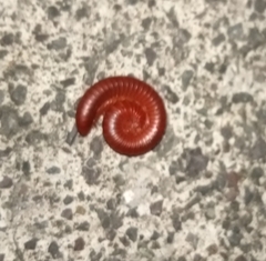 Trigoniulus corallinus